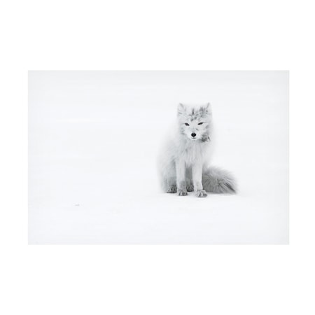 Roberto Marchegiani 'Arctic Fox' Canvas Art, 22x32